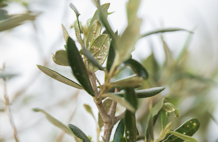 Von Insekten befallene Blätter eines Olivenbaums.