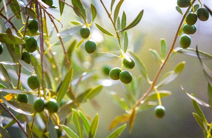 Nahaufnahme eines Olivenbaums mit jungen Früchten.