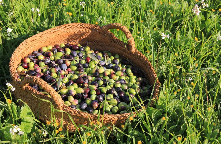 Ein Korb frisch gepflückter Oliven auf einer Wiese.