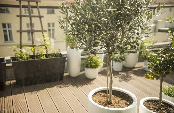 Auf einer Terrasse stehen ein großer und ein kleiner Olivenbaum in Kübeln.