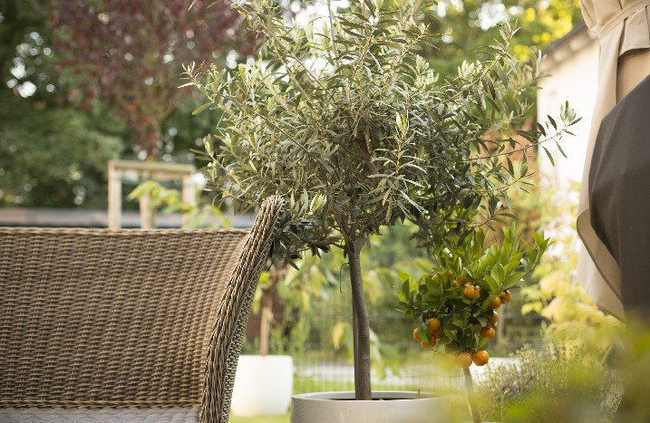 Kleiner Olivenbaum auf Terrasse neben geflochtenem Stuhl.