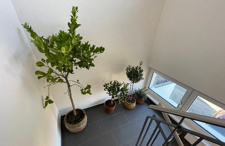 Für die Wintermonate ins Treppenhaus gestellte Olivenbäume.