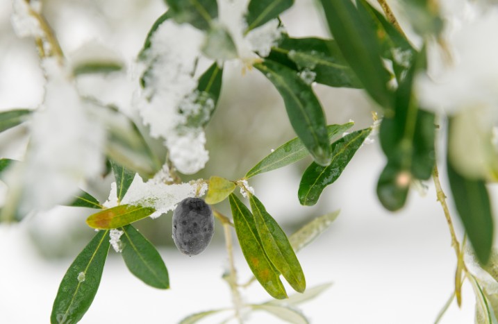 Nahaufnahme eines frostigen Olivenzweigs.