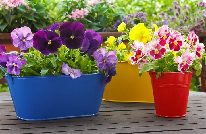 Verschiedene Pflanzen in Blumenkästen