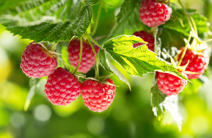 Himbeeren an Strauch