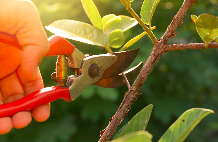 Hand mit Gartenschere schneidet Strauch