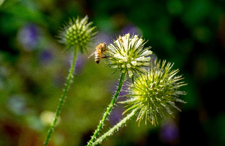 Nahaufnahme einer Biene auf einer Distel.