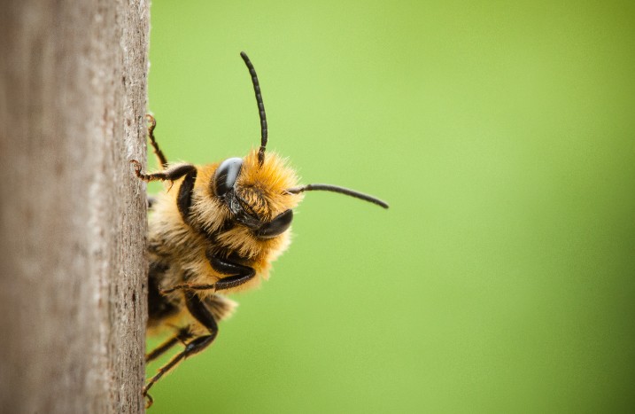 Biene vor grünen Hintergrund