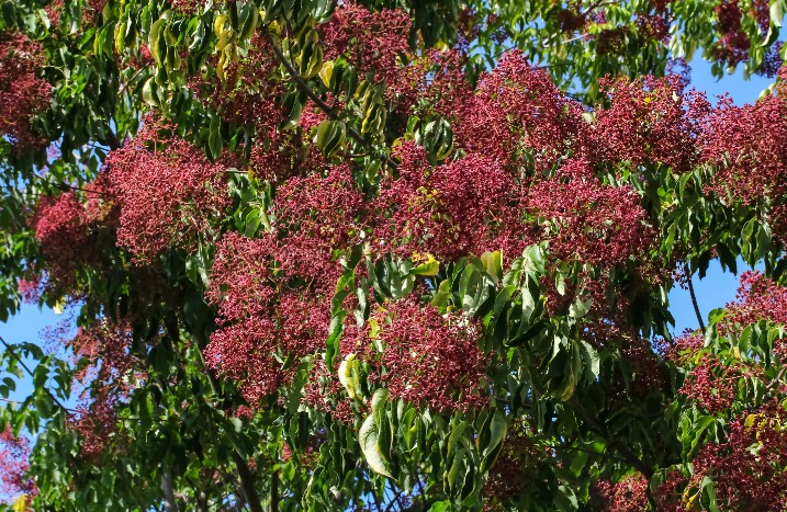 Bienenbaum