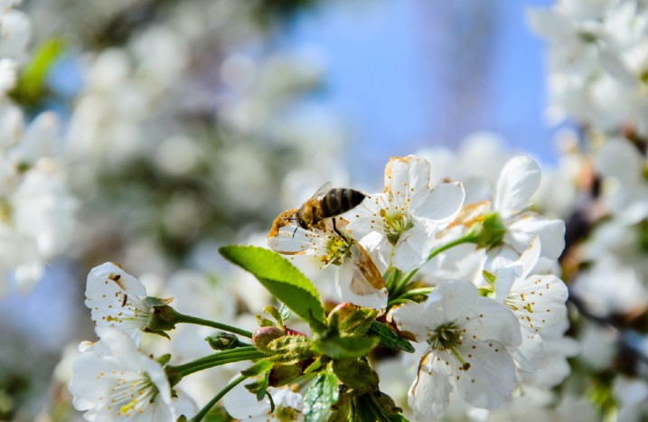 Biene an Obstbaumblüte