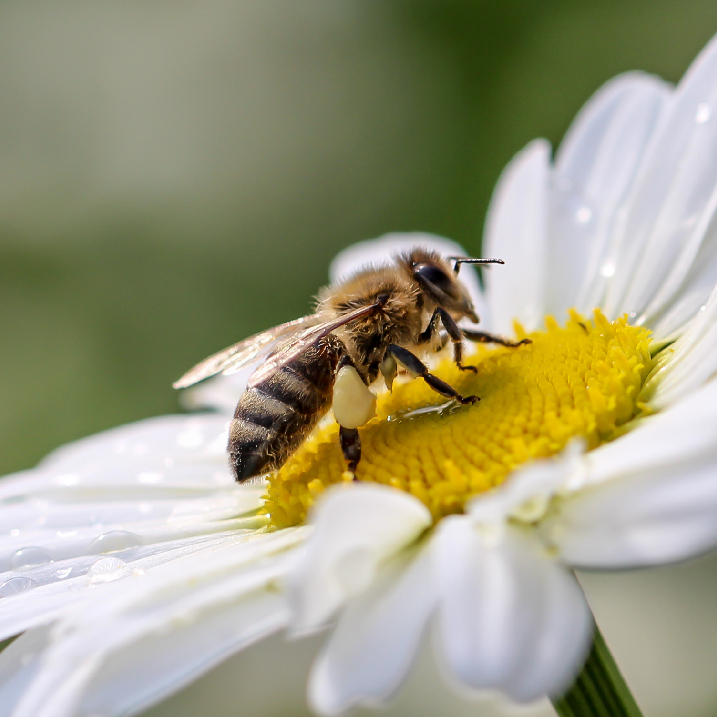 Bienenfreundlichen Garten anlegen