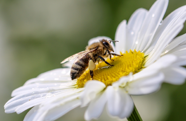 Biene auf Blume