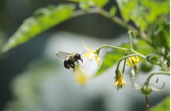 Biene fliegt zu blühender Tomate