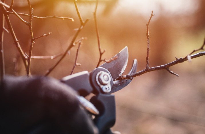 Nahaufnahme einer Hand mit Gartenschere die einen dünnen Ast schneidet.