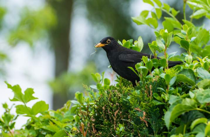 Vogel auf Hecke
