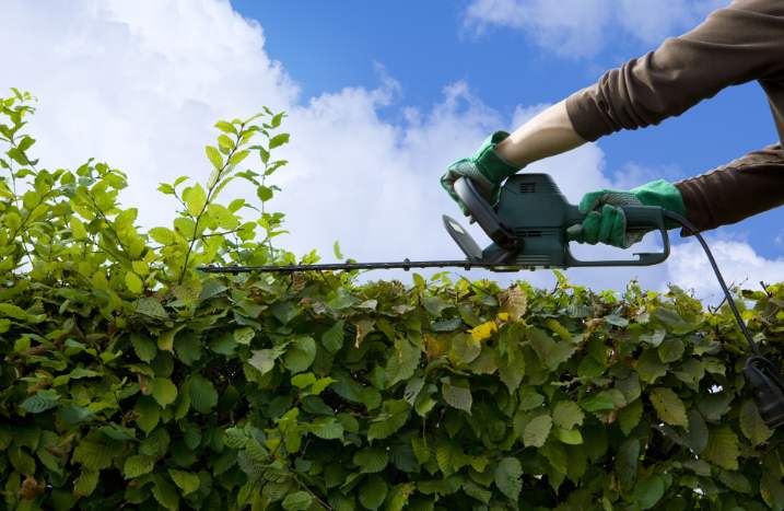 Hecke schneiden
