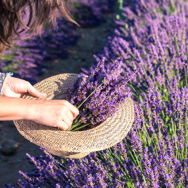 Lavendel schneiden