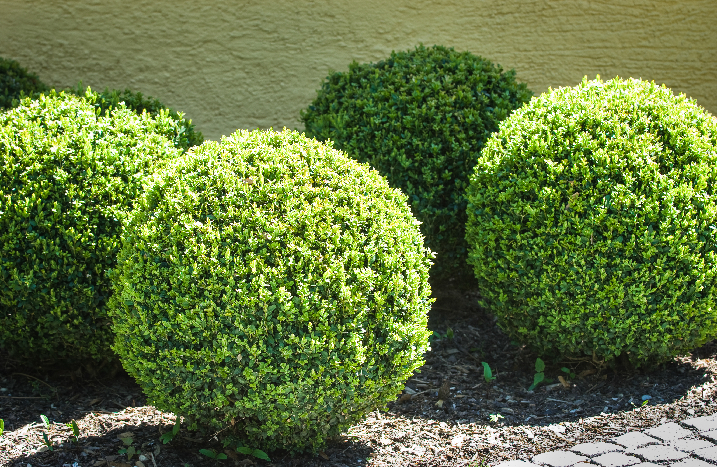 Liguster in Kugelform