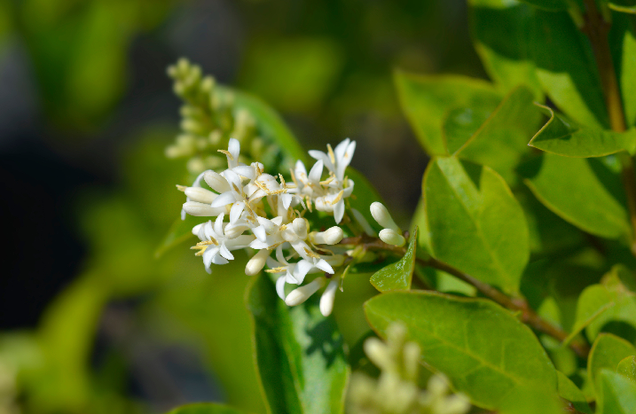 Ligusterblüte