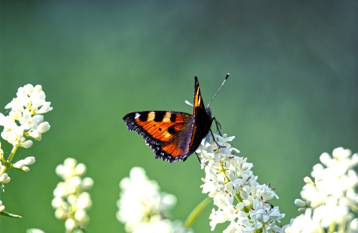 Schmetterling sitzt auf Ligusterblüte