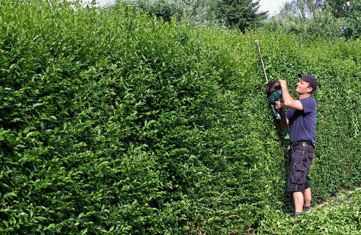 Ligusterhecke wird geschnitten