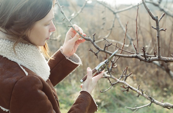Obstbaum schneiden im Winter