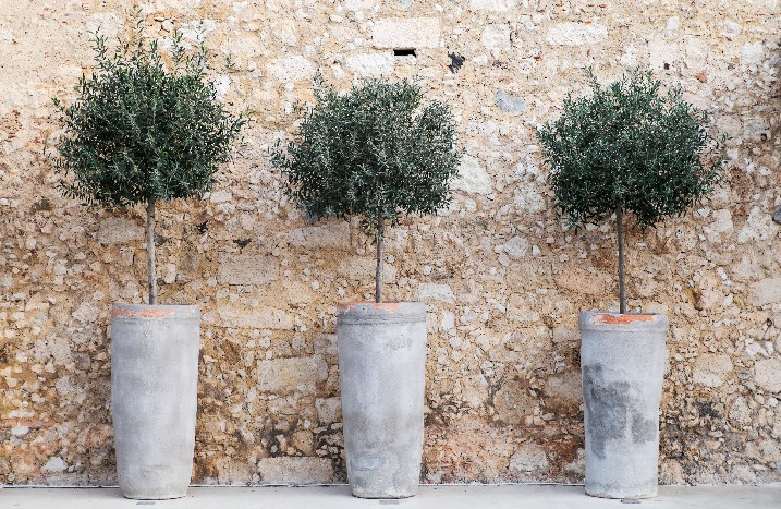 Drei kleine Olivenbäume in modernen und mediterran gestalteten Blumenkübeln.