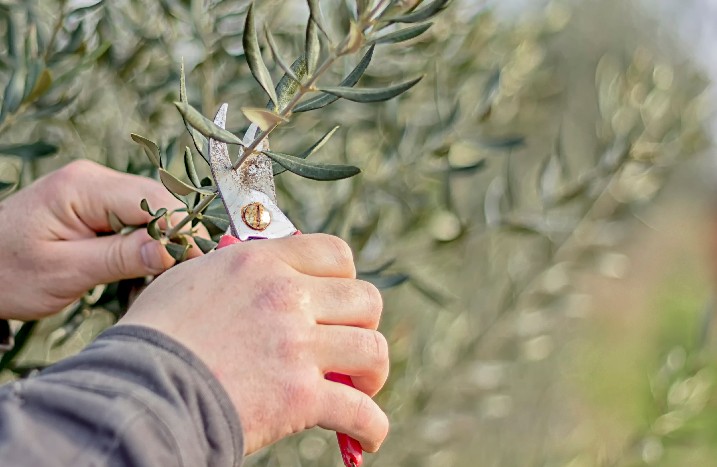 Ein Mann schneidet den Zweig eines Olivenbäumchens ab.