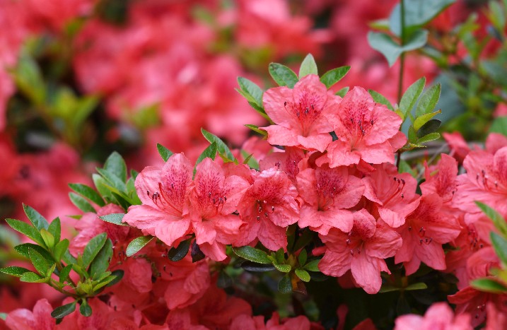 Pinkfarbener Rhododendron