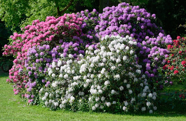 Rhododendron im Garten