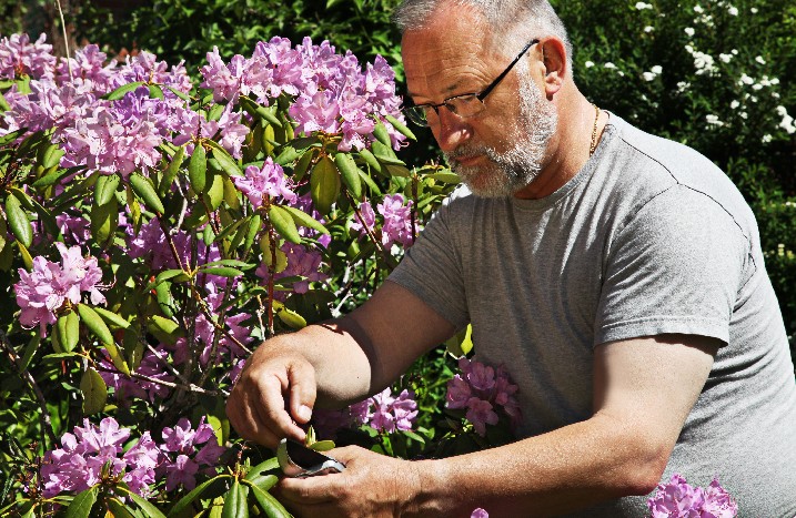 Mann schneidet Rhododendron