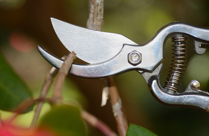 Rhododendron wird geschnitten