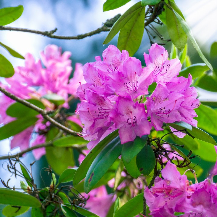 Rhododendron schneiden
