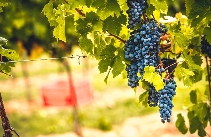 Wein