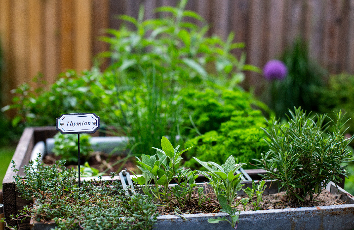 Kräutergarten anlegen
