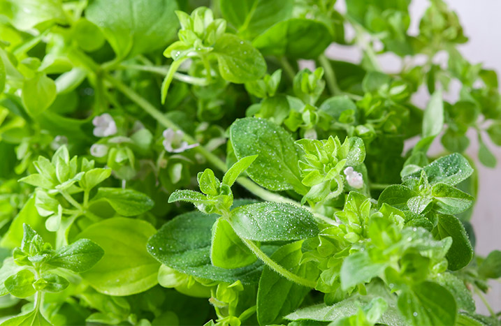 Oregano