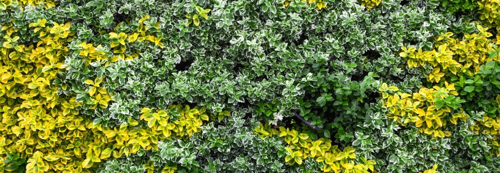 Hecke aus gelben und grünen Blättern