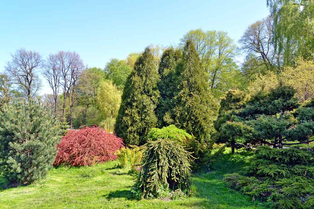 Verschiedene kleine Bäume und Sträucher in einem Garten.