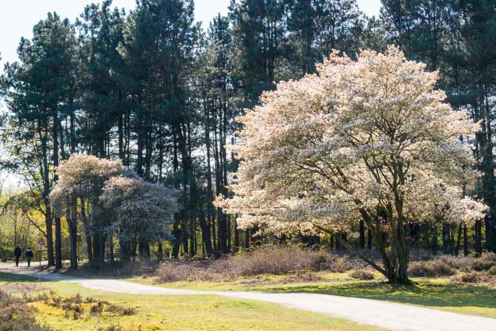 Ein großer, weiß blühender Baum steht an einem Weg vor einem Wald.