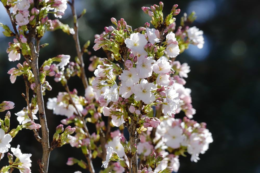 Ein Ast mit weißen Blüten und rosa Knospen