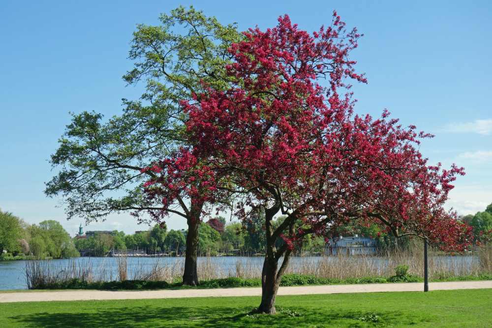 Ein rot blühender Baum steht neben einem grünen Baum in einem Park am See.