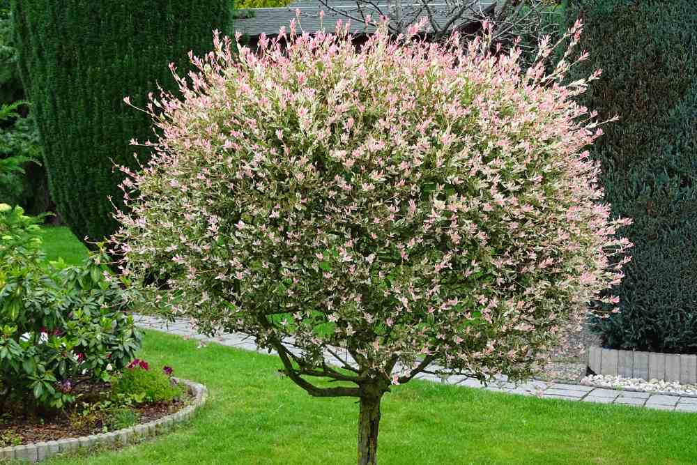 Eine Harlekinweide mit rosa und weißen Blättern in einem Garten.