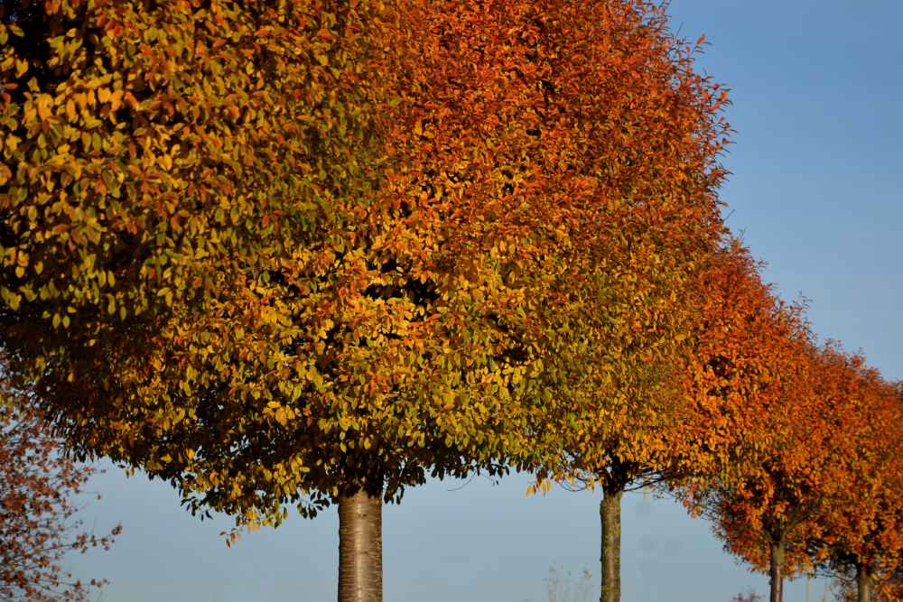 Kleine Bäume mit rundgeschnittenen Kronen und herbstlich gefärbtem Laub in einer Reihe.