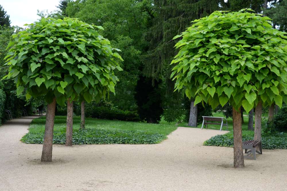 Zwei Kugel-Trompetenbäume an einem Kiesweg in einer Parkanlage.