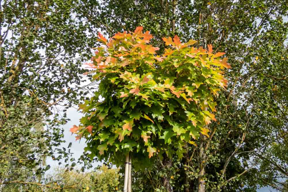 Eine junge Eiche mit Blättern in herbstlichen Farben.