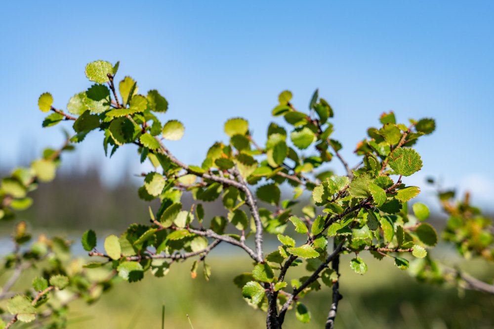 Zweige einer Zwergbirke mit frischen, grünen Blättern vor blauem Himmel.
