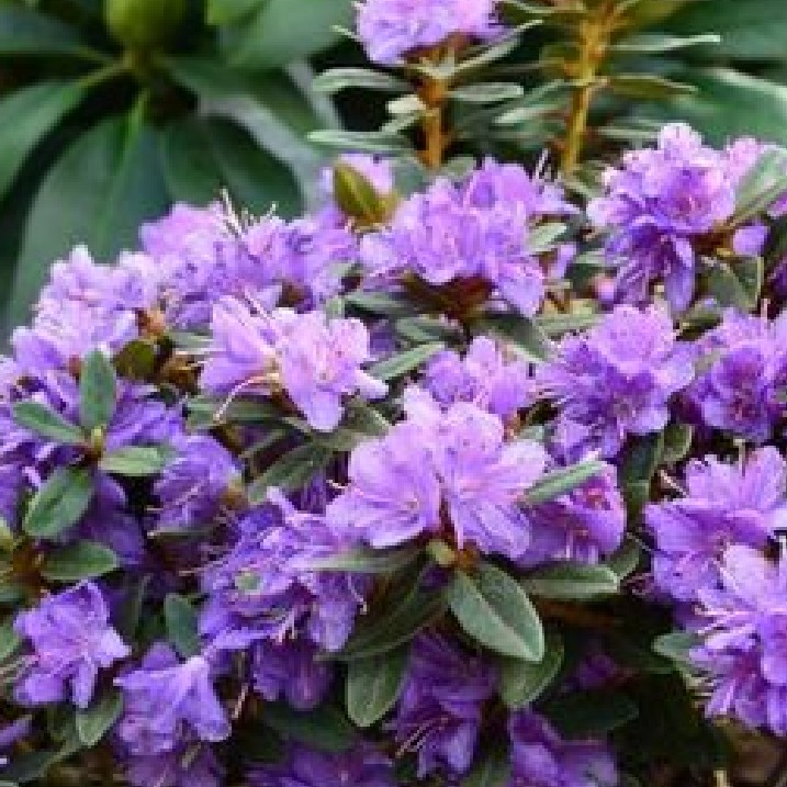 Rhododendron pflanzen