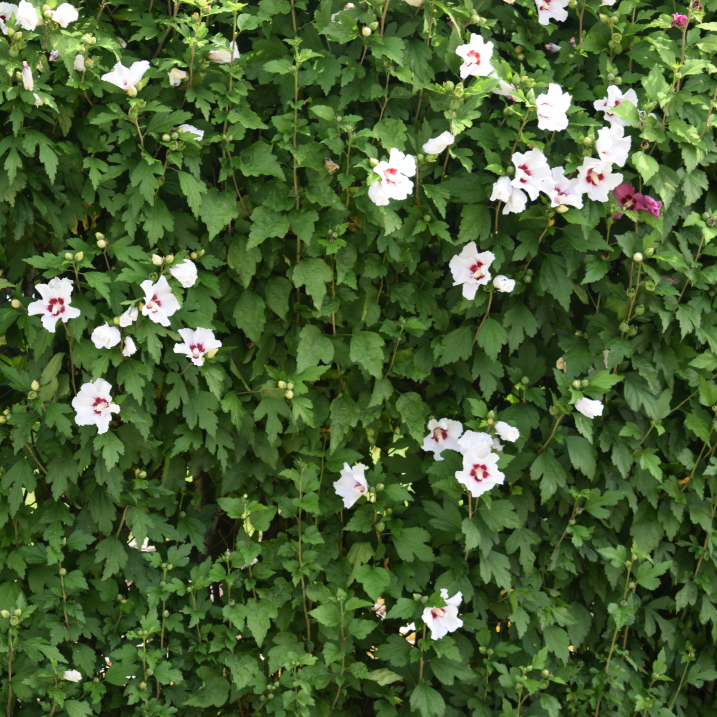 Blühende Hecke