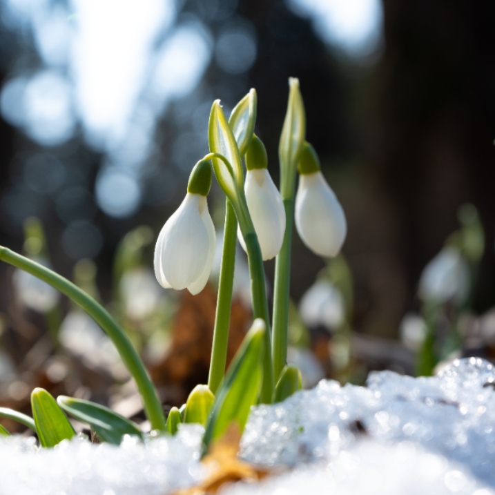 Blumen im Winter