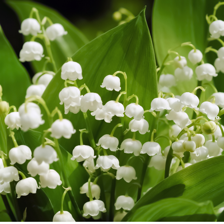 Giftige Gartenpflanzen